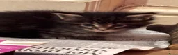 Maine Coon cats for sale: Full Maincoon kittens  in Bolton - Advert 1