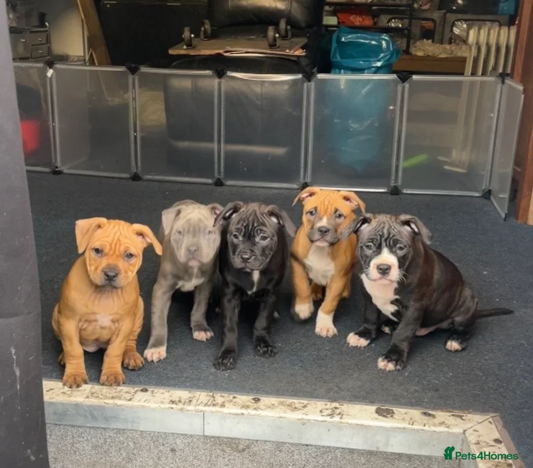 Staffordshire Bull Terrier dogs for sale: Staffordshire bull terriers - Advert 1