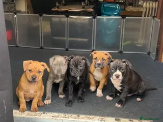 Staffordshire Bull Terrier dogs Staffordshire bull terriers in Wednesbury - Advert 10