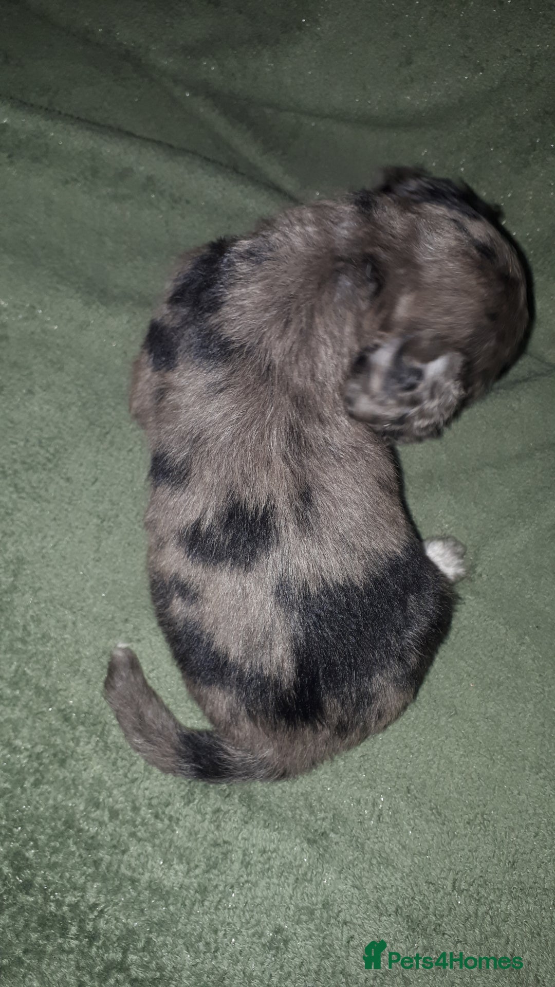 Cockapoo dogs for sale: F2b cockapoo puppies - Image 28