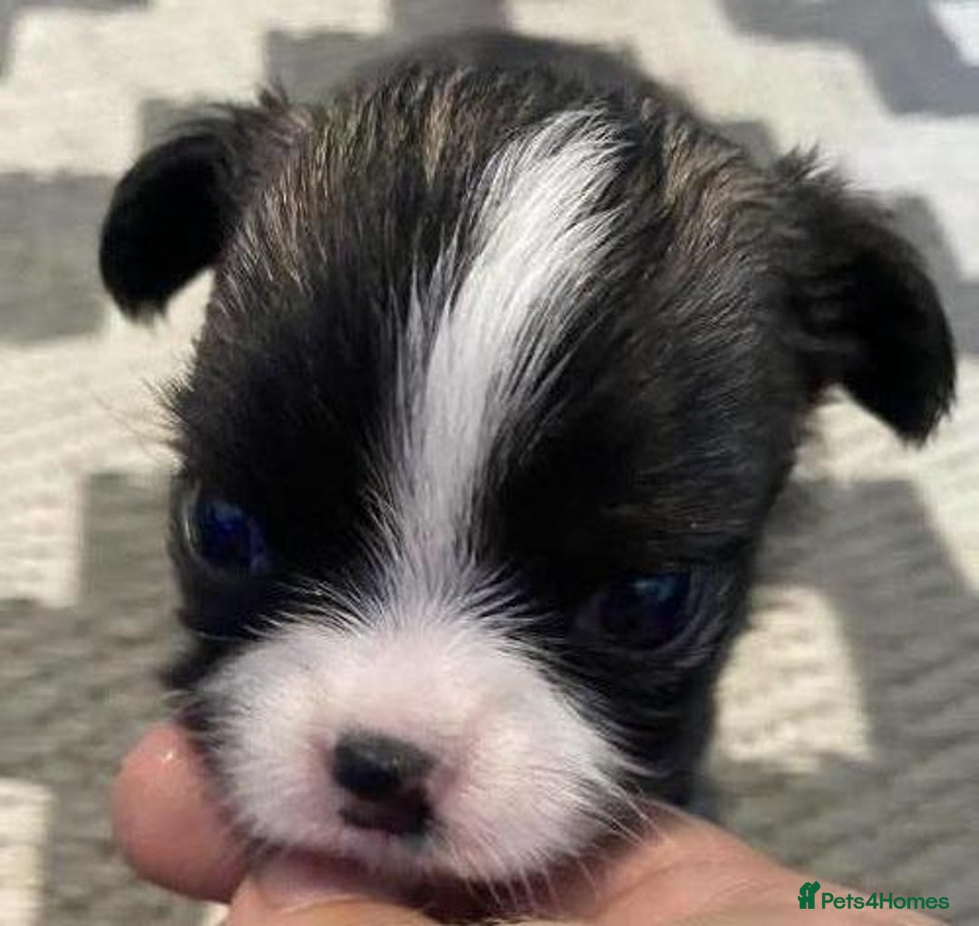 Chihuahua dogs for stud: ❤️K.C reg beautiful stud💖 - Image 2