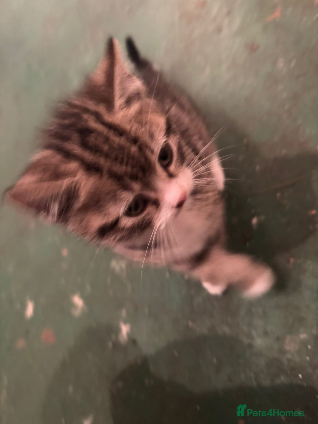 Mixed Breed cats for sale: 5 Little Furballs Looking For Loving Homes😻😻 - Advert 12