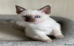 Siamese cats for sale: Stunning GCCF Registered Traditional Siamese.  - Image 6