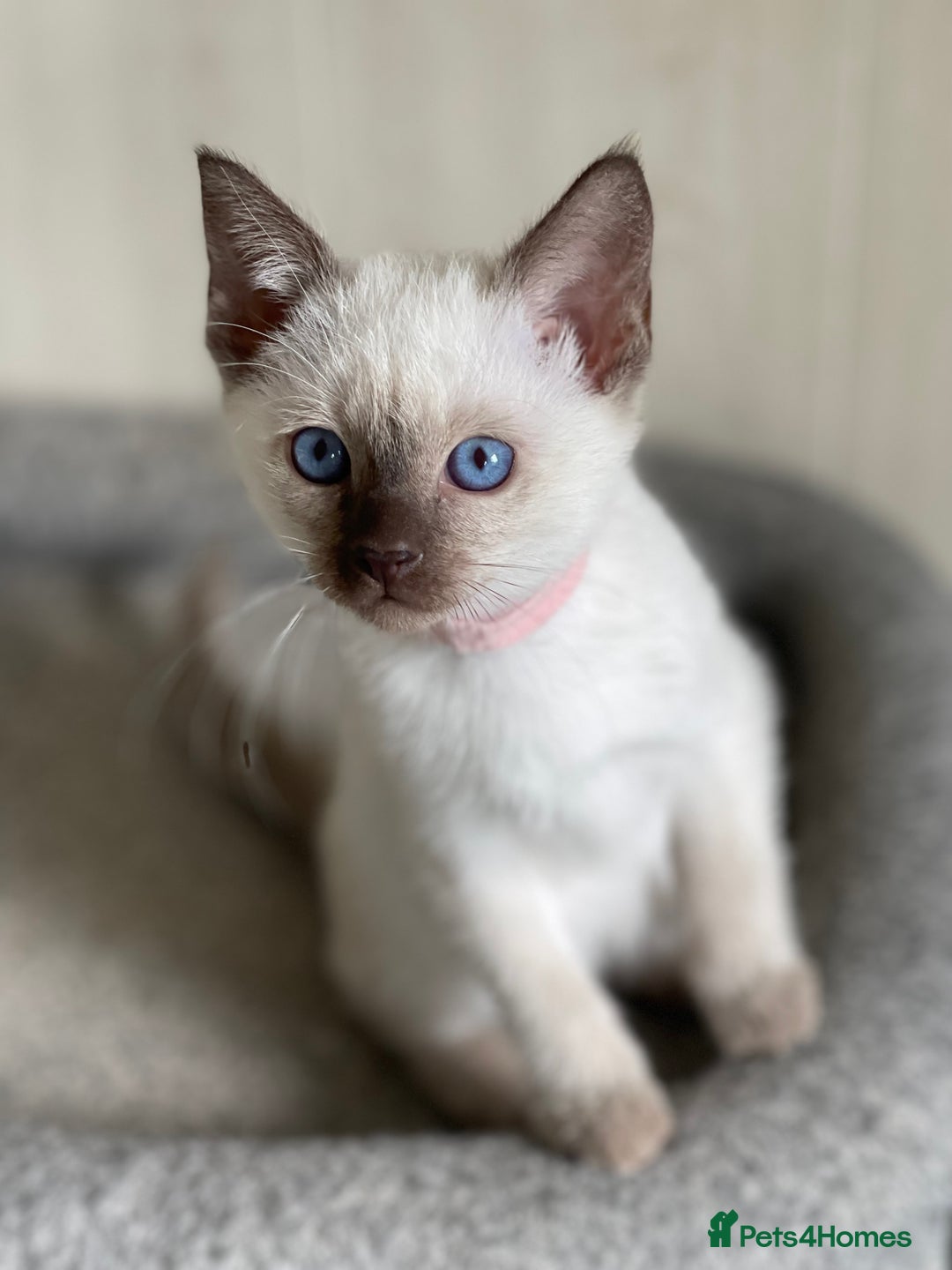 Siamese cats for sale: Stunning GCCF Registered Traditional Siamese.  - Image 6