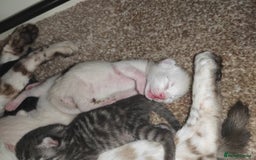 Bengal cats for sale: Bengal kittens - Image 4