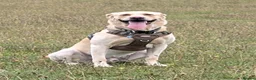Labrador Retriever dogs for stud: Kobi  in Worthing - Advert 9