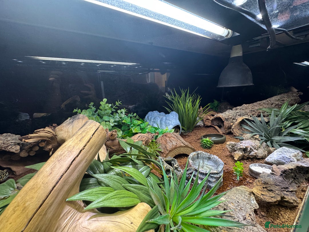 Leopard Gecko reptiles for sale: Leopard gecko with full setup  - Image 6