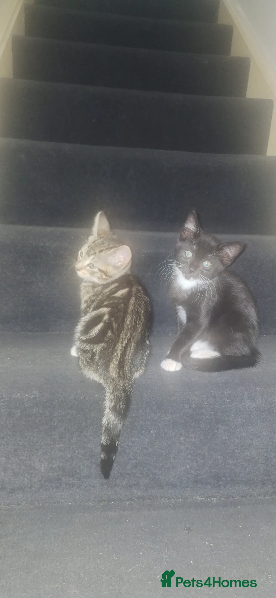 Mixed Breed cats for sale: Bengal x Maine Coon Mix in Harrow - Advert 2