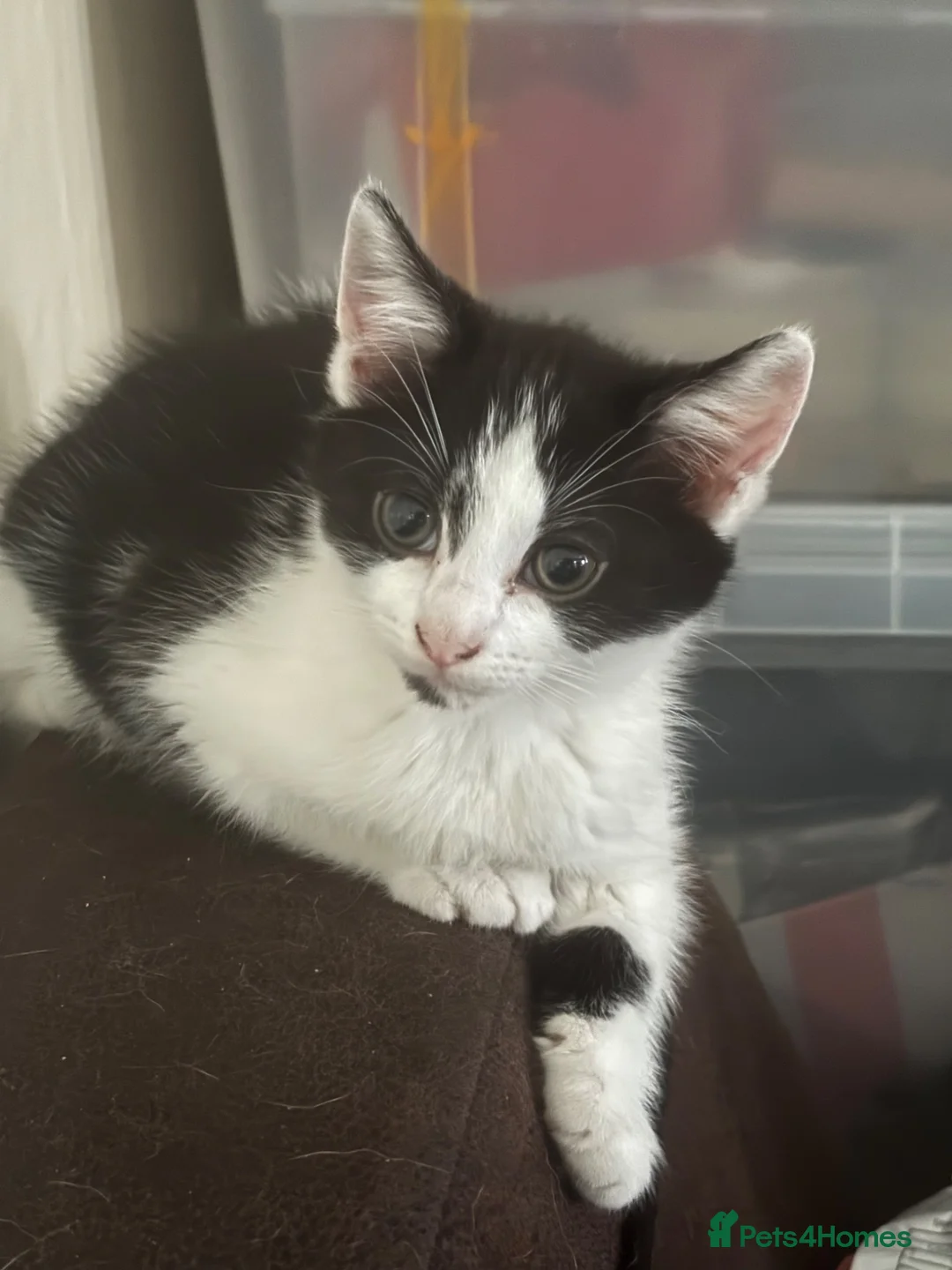 Mixed Breed cats for sale: 2 black and white female kittens £50 each   - Advert 2