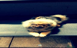 Pomeranian dogs for sale: KC Teddy Bear Pomeranians  - Image 10