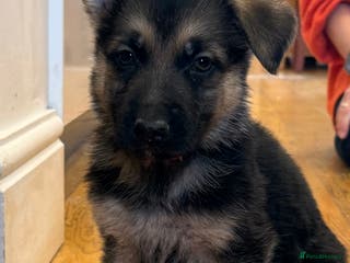 German Shepherd dogs Stunning German Shepherd Puppies - Advert 1