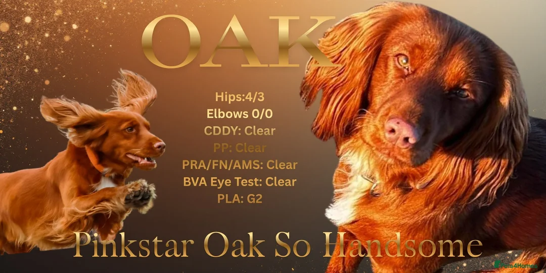 Cocker Spaniel dogs for stud: Available for stud  - Advert 7