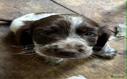 Cocker Spaniel dogs for sale: Beautiful cocker spaniel puppies  - Image 7