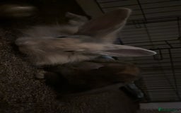 Mini Lion Lop rabbits for sale: 2 bunnys  - Image 2