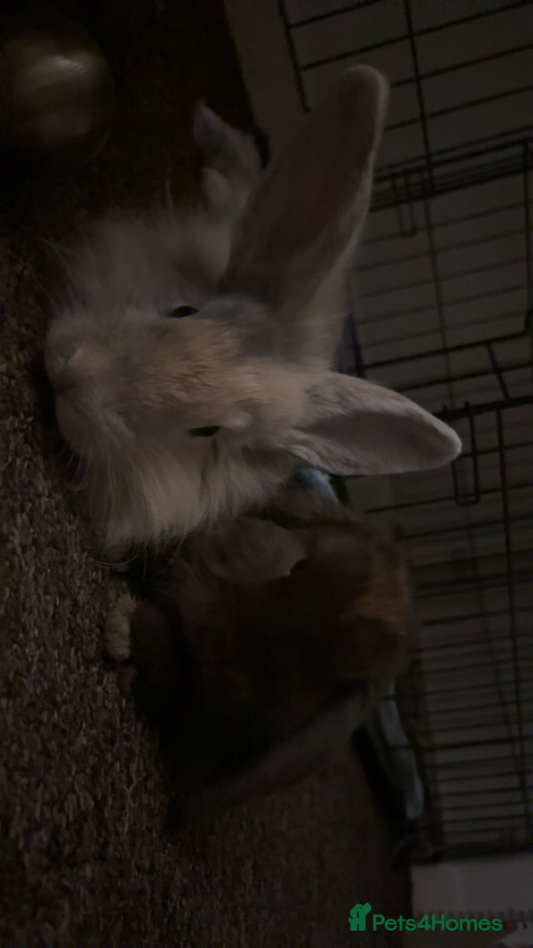 Mini Lion Lop rabbits for sale: 2 bunnys  - Image 2