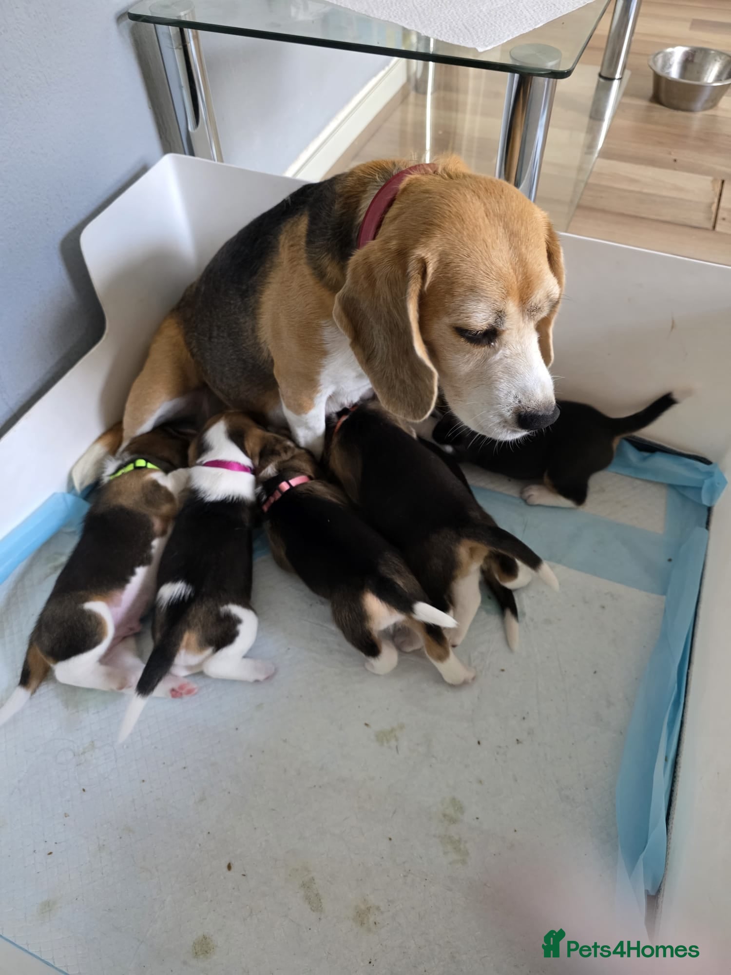 Beagle dogs for sale: Beagle puppies ready for love!! - Advert 10