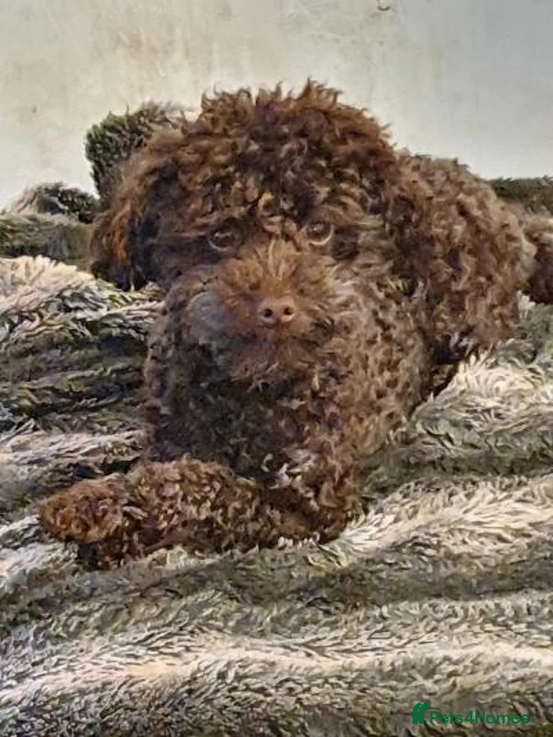 Toy Poodle dogs for stud: Tiny kc reg chocolate toy poodle.STUD ONLY! in Lincoln - Advert 4