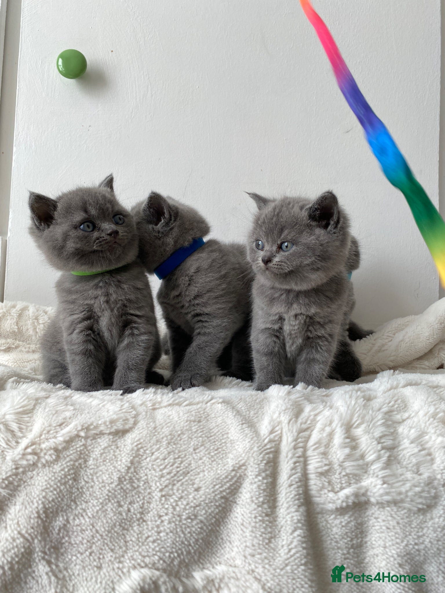 British Shorthair cats Four adorable pedigree British shorthair kittens  - Advert 1