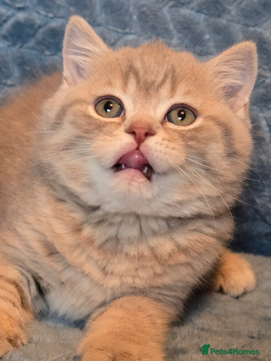 British Shorthair cats for sale: TICA registered British shorthair kittens - Advert 26