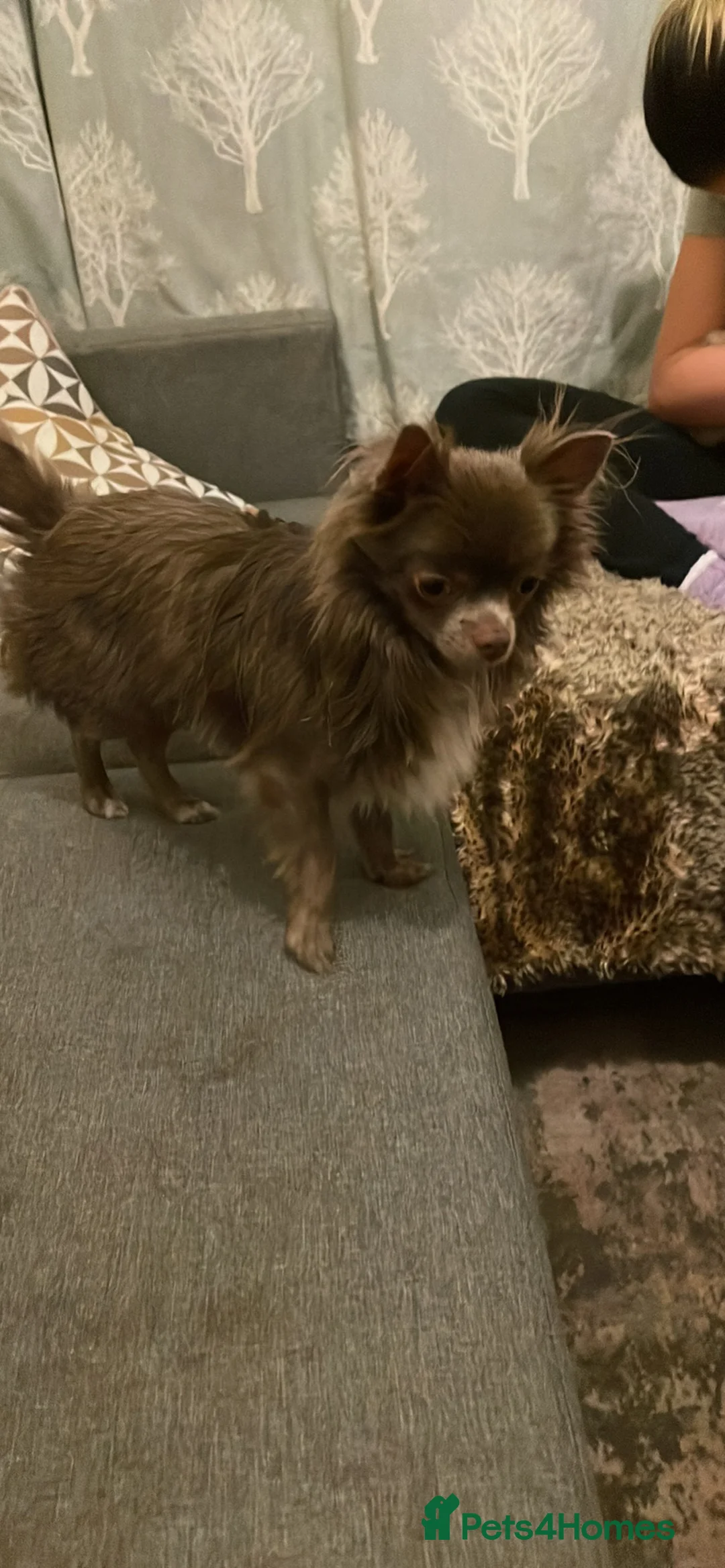 Chihuahua dogs for sale: Chihuahua long coat  - Advert 2
