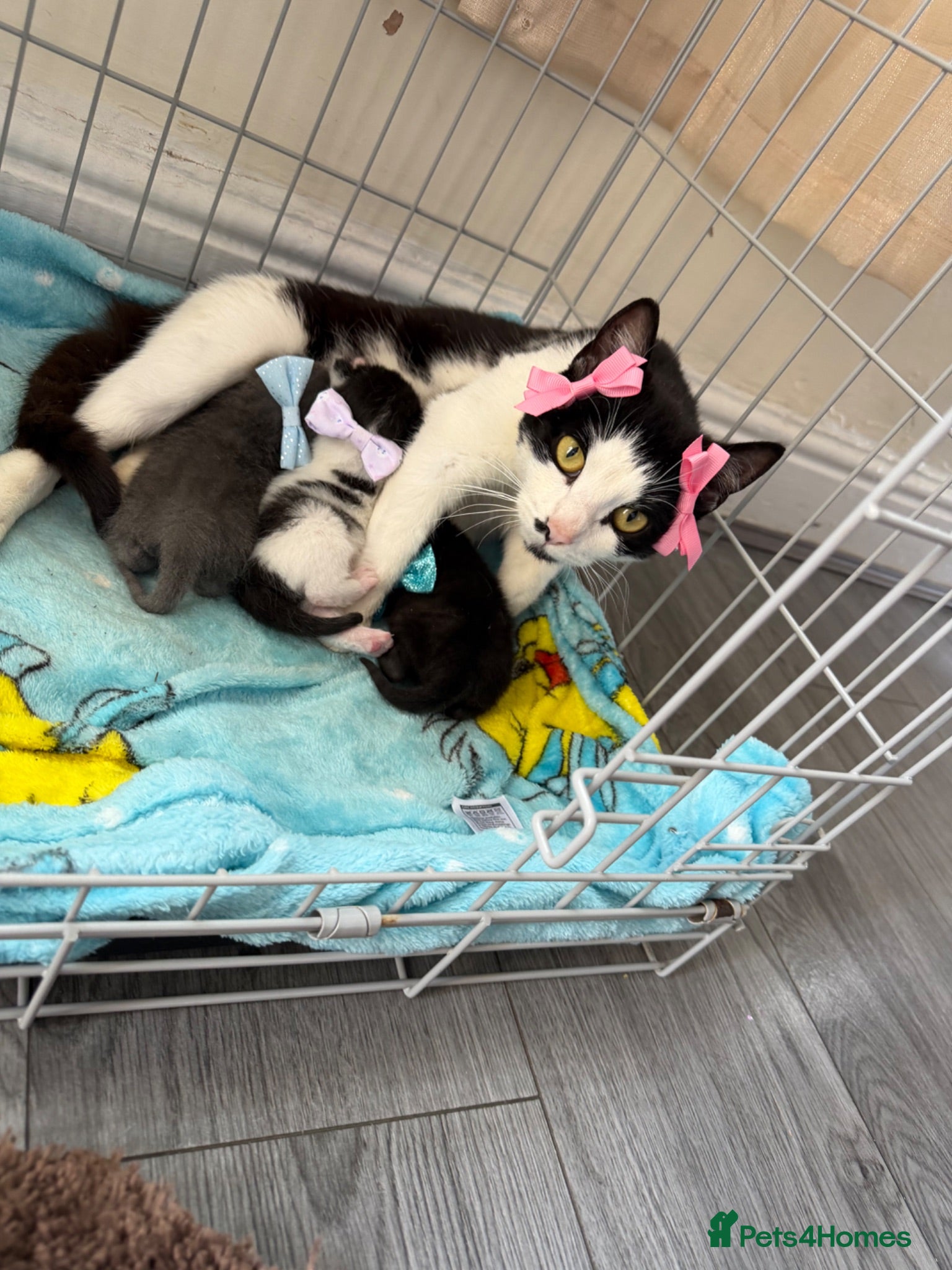 Mixed Breed cats Girl kitten for sale  - Advert 1