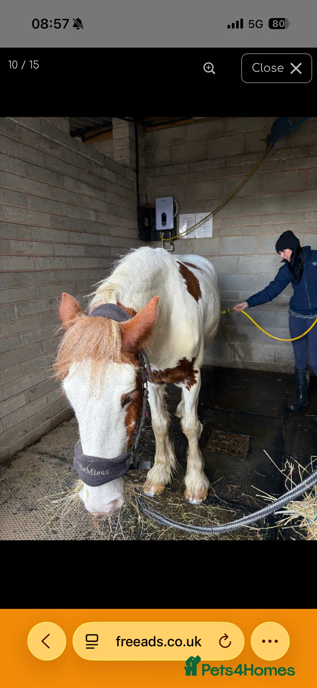 Irish Cob horses for sale: Joey 14.2 Cob  - Advert 3