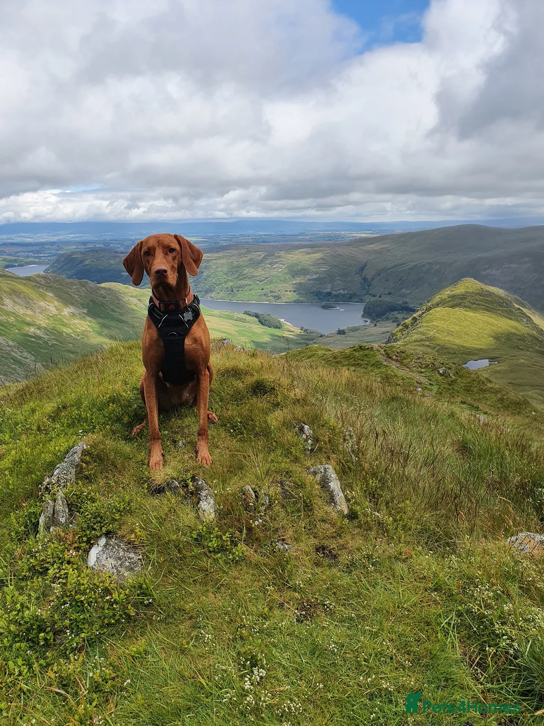 Hungarian Vizsla dogs for sale: Hungarian Vizsla Puppies - Coming Soon! - Advert 8