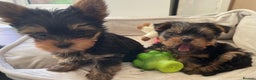 Yorkshire Terrier dogs for sale: Adorable Mini Yorkshire Terrier puppies - Advert 12