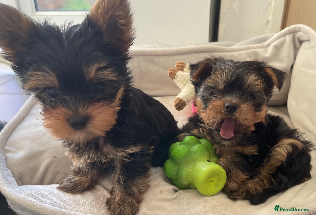 Yorkshire Terrier dogs for sale: Adorable Mini Yorkshire Terrier puppies - Advert 12