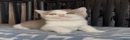 British Shorthair cats for sale: Beautiful BSH champion line two boys  - Advert 21