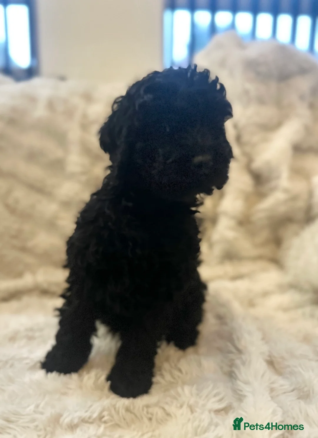 Cockapoo dogs for sale: Stunning cockapoos ready now  - Advert 4