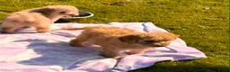 Cavapoo dogs for sale: Cute toy cavapoo puppies reds/apricots 2 left   in Airdrie - Advert 7