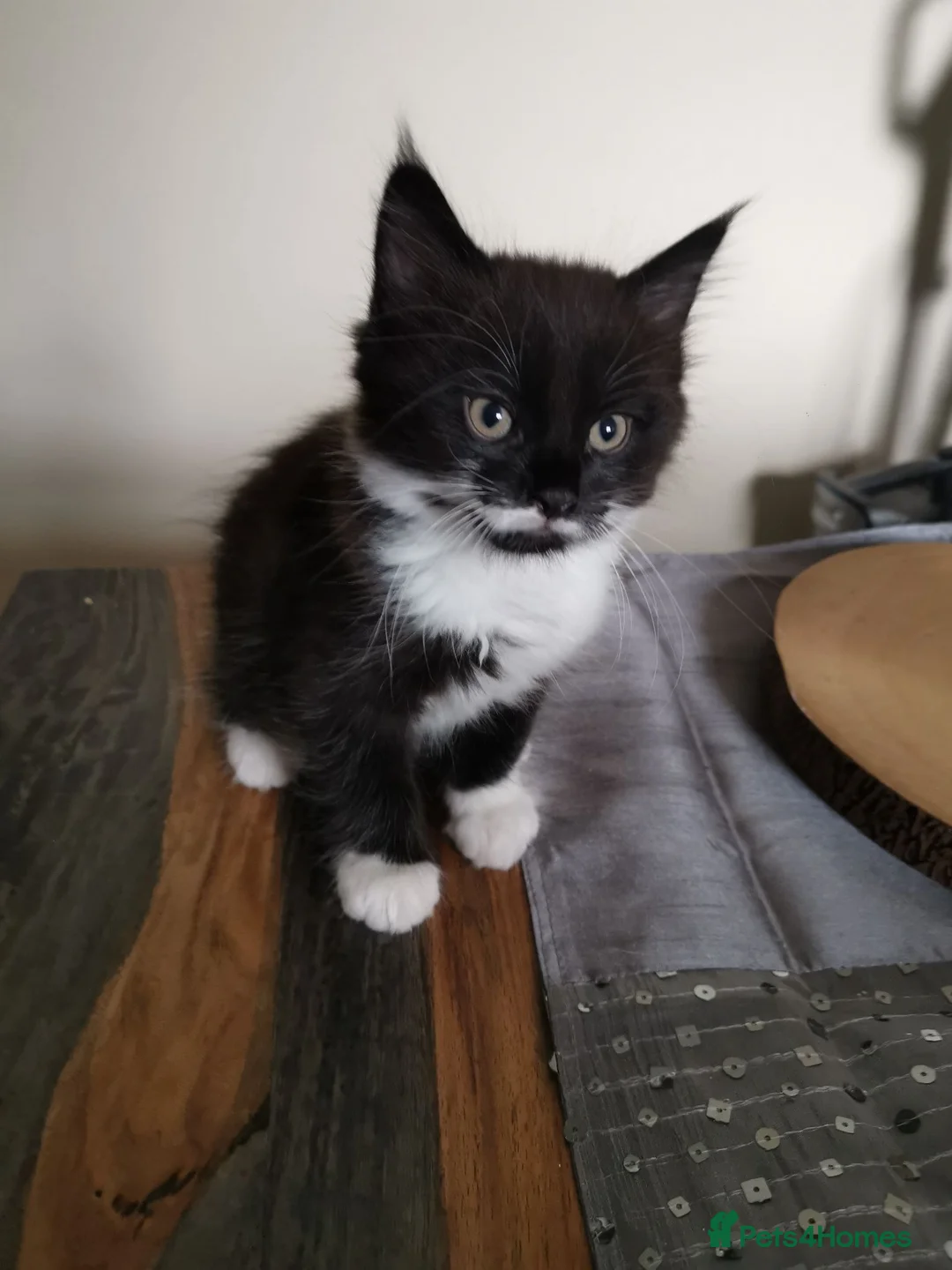 Mixed Breed cats for sale: Mixed breed kittens  - Advert 7