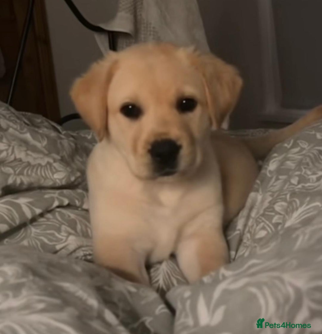 Labrador Retriever dogs for sale: Labrador retriever puppie for sale  - Advert 7