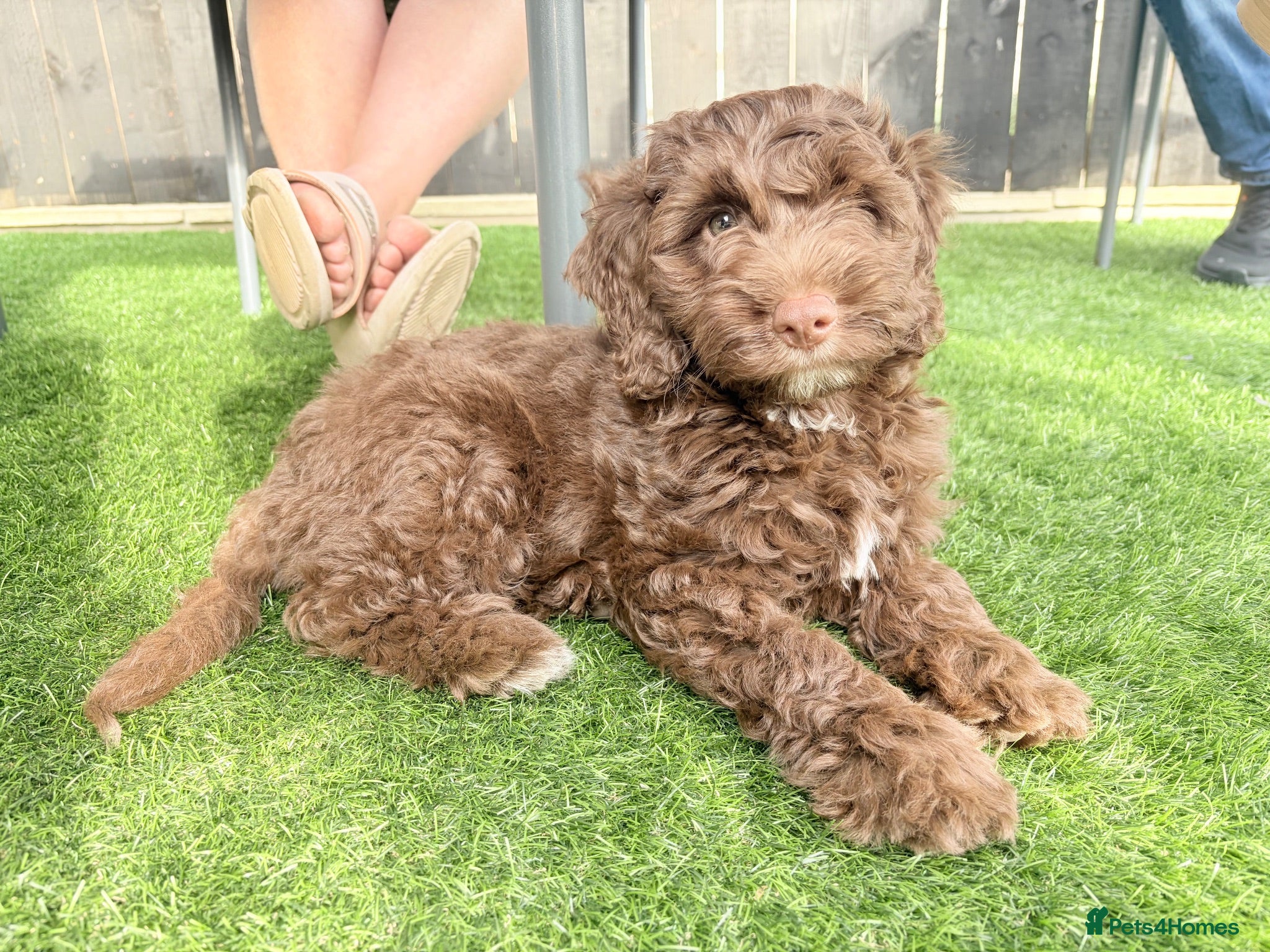 Cockapoo dogs F1 Cockerpoo Puppies - Advert 1