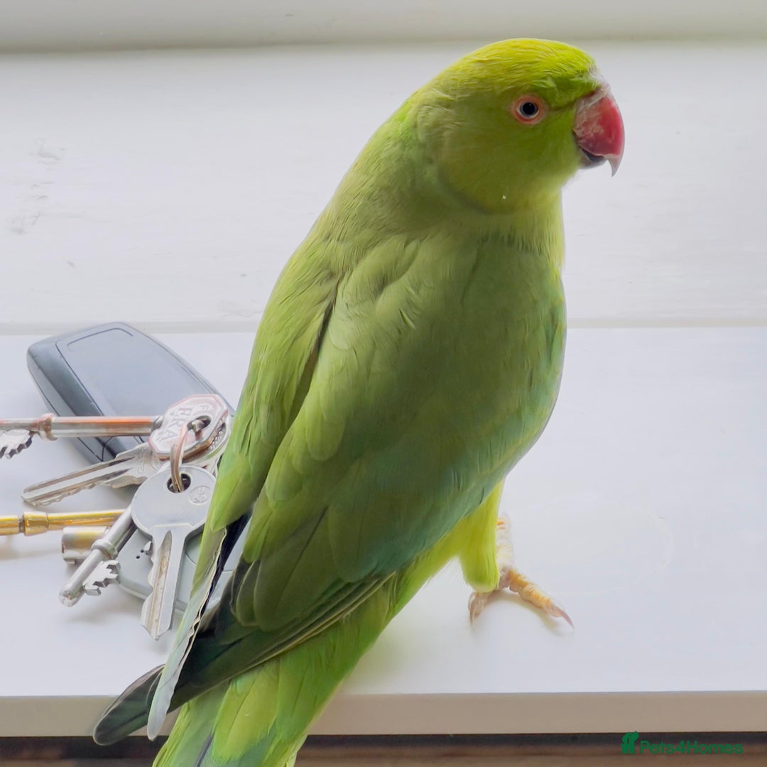 Ringnecks birds for sale: Indian ring neck parrots for sale 🦜❤️ - Advert 7