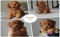 Cavapoo dogs for sale: Final girl toy Cavapoo remaining 🐶 🐾 - Image 11