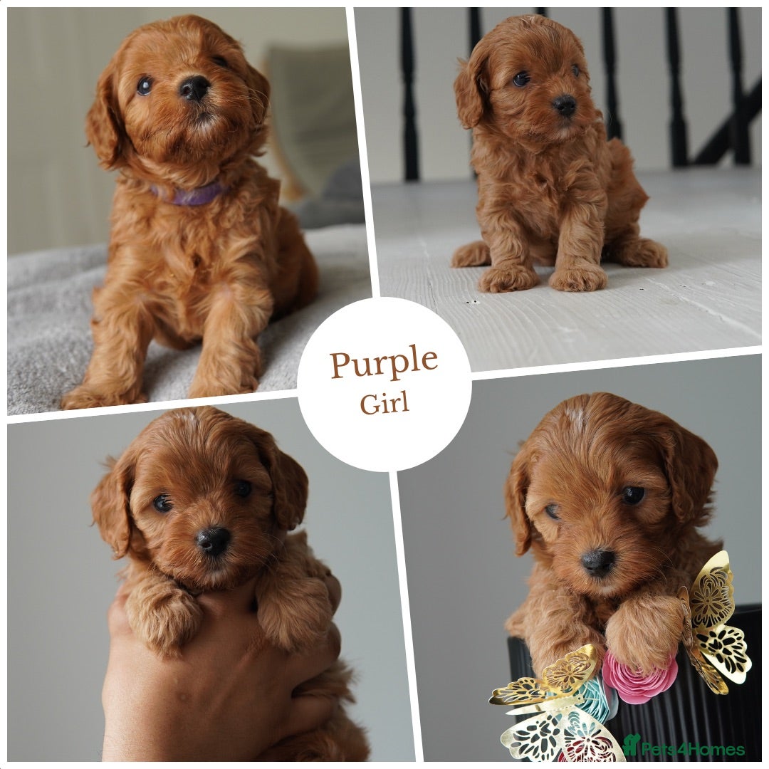 Cavapoo dogs for sale: Final girl toy Cavapoo remaining 🐶 🐾 - Image 11