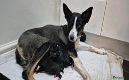 Mixed Breed dogs for sale: Collie X pups  - Image 4