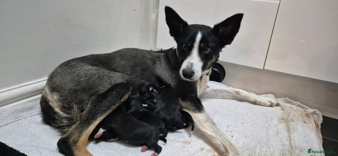 Mixed Breed dogs for sale: Collie X pups  - Image 4