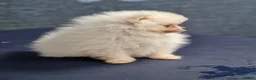 Pomeranian dogs for sale: Amazing Pomeranian  **  Puppy pure White colour in Salford - Advert 6