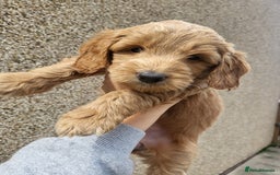 Cockapoo dogs for sale: F1B Cockapoo puppy's x1 girl remaining. - Image 2