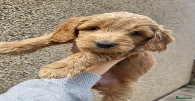 Cockapoo dogs - Advert 16