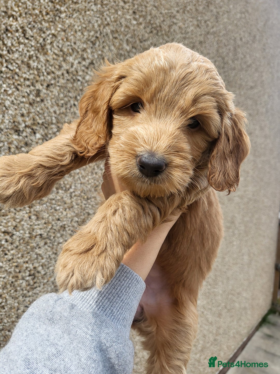 Cockapoo dogs for sale: F1B Cockapoo puppy's x1 girl remaining. - Image 2