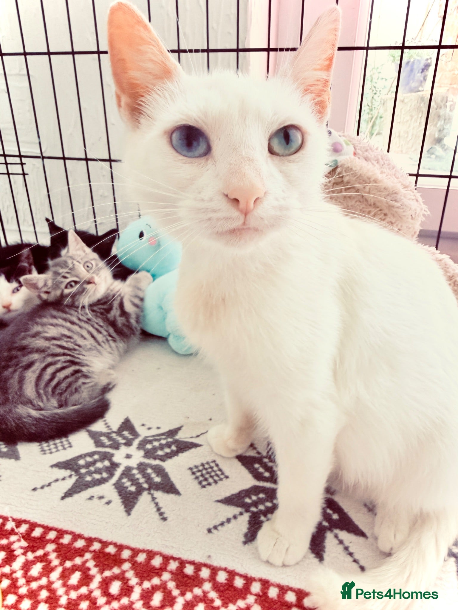 Turkish Angora cats 😻 Adorable Turkish Angora X Kittens - Advert 2