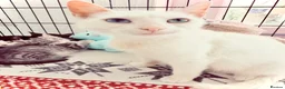 Turkish Angora cats for sale: 😻 Last 2 Turkish Angora X Kittens - Advert 11