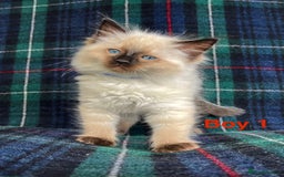 Ragdoll cats for sale: Ragdoll Kitten GCCF, ready now. - Image 5