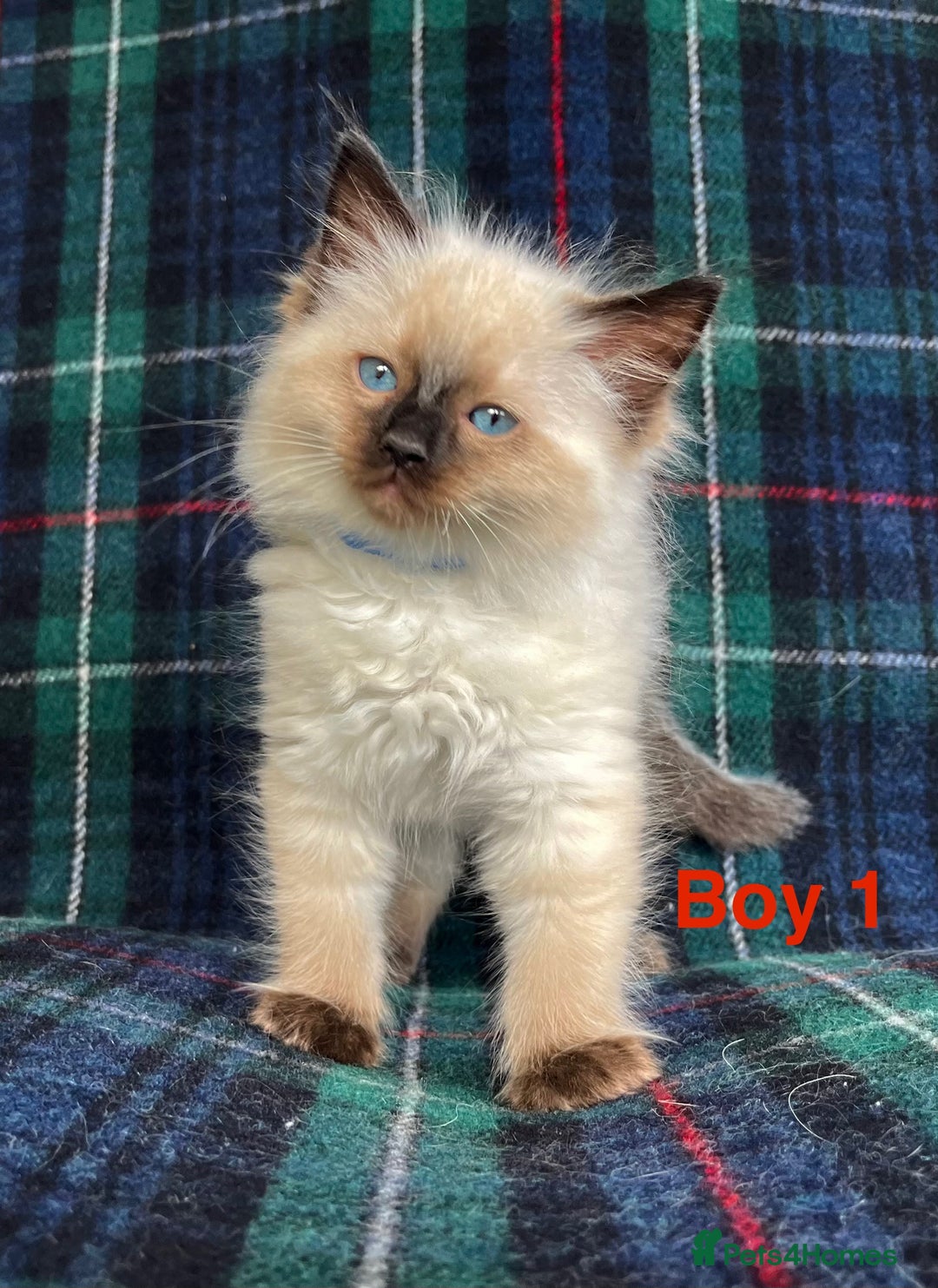 Ragdoll cats for sale: Ragdoll Kitten GCCF, ready now. - Image 5