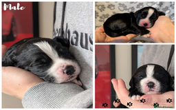 Cocker Spaniel dogs for sale: 🐾KC Reg- Working Cocker Spaniel DNA Tested 🧬 - Image 11