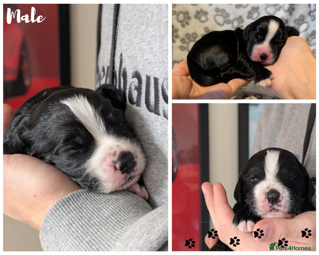 Cocker Spaniel dogs for sale: 🐾KC Reg- Working Cocker Spaniel DNA Tested 🧬 - Image 11